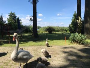 Bild 5: Ferienhaus direkt am See mit Wasserzugang