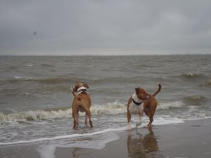 Badetag am Strand Unsere Vierbeiner geniessen es im Meer zu baden bzw toben. Auch wenn es mal wolkenbehangen ist. Der Hund (und auch sein Herrchen) kennt kein schlechteres Wetter. Hier am Knock in Emden. Ein Vorteil, man ist meist für sich allein