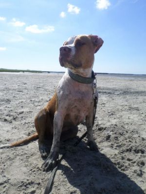 Hundestrand Norddeich Hier ist immer einiges los. Ich muss sagen, ich finde den Hundestrand hier besser als den "Menschenstrand". Die Hunde können hier direkt vom Sandstrand ins Wasser oder auch im Schlick toben. Seit neustem gibt es auch eine eingezäunte Freilauffläche mit Strandkörben für die Menschen und die Vierbeiner.