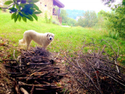 Ferienhaus in Niella Belbo: Urlaub in Süd-Piemont mit dem Hund