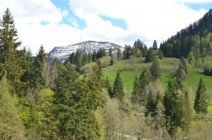 Bild 4: Ferienwohnung Kora, nur mit Hund, Haus Christl Cranz Steibis im Allgäu
