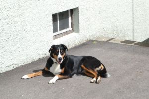 Bild 10: Ferienwohnung Kora, nur mit Hund, Haus Christl Cranz Steibis im Allgäu