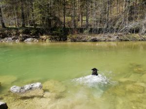 Bild 17: Ferienwohnung Paula, nur mit Hund, Haus Christl Cranz in Steibis im Allgäu