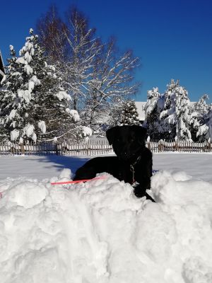 Bild 10: Ferienwohnung Mika, nur mit Hund, Haus Christl Cranz in Steibis im Allgäu