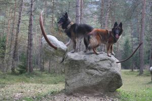 Bild 17: Ferienwohnung Valentina mit eingezäunte Terrasse am Ledrosee