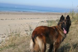 Bild 15: F116w Haus Sandrine - Ferienhäuschen am Strand! Hunde sind willkommen