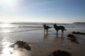 Bild 8: F116d Ferienhaus "Fanny" am Strand mit eingezäunten Garten in der Normandie