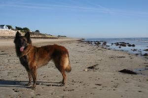 Bild 9: F116d Ferienhaus "Fanny" am Strand mit eingezäunten Garten in der Normandie
