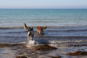 Bild 16: F116d Ferienhaus "Fanny" am Strand mit eingezäunten Garten in der Normandie