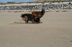 Bild 15: F116d Ferienhaus "Fanny" am Strand mit eingezäunten Garten in der Normandie