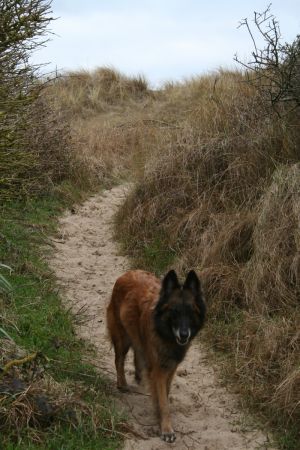 Bild 11: F116d Ferienhaus "Fanny" am Strand mit eingezäunten Garten in der Normandie