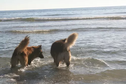 Hunde am Strand 