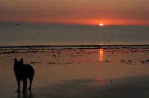 Bild 22: F116e Sonne, Strand und Meer! Hunde willkommen! Ferienhaus Valerie
