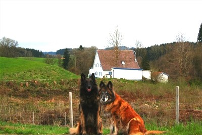 Ferienhaus "Conny" mit Sauna und komplett eingezäunten Garten