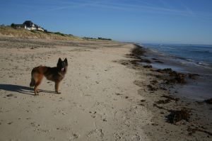Bild 13: F115b Haus am kilometerlangen Strand. Hunde willkommen! Eingez. Garten