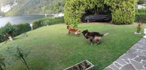 Bild 11: I17p Haus Oskar direkt am Idrosee gelegen mit eigenem Garten