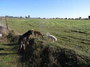 Bild 9: Reiterferien und malen in Andalusien