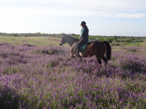 Bild 2: Reiterferien und malen in Andalusien