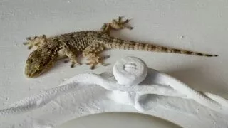 Geckos im Sommer