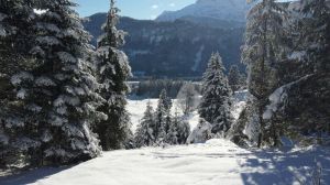 Bild 16: KOMFORT-FEWO Tiroler Lechtal - am Skilift/Loipe - ruhige Lage