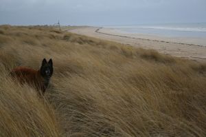 Bild 14: F116k herrlich gelegenes Ferienhaus Turi mit eingezäunten Garten