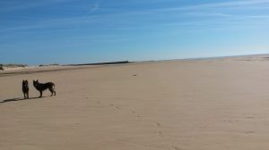 Bild 19: F116k herrlich gelegenes Ferienhaus Turi mit eingezäunten Garten