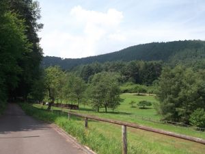 Bild 22: 3 Sterne (dtv) Ferienwohnung Amselnest mit Garage - mitten im Pfälzer Wald
