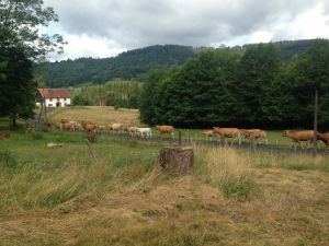 Bild 9: Urlaub auf den Bauernhof in den Vogesen