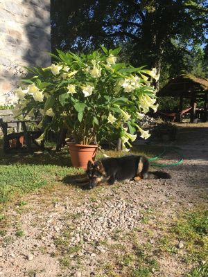 Bild 15: Urlaub auf den Bauernhof in den Vogesen