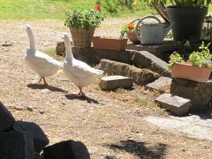 Wir haben Gänse, Hühner, Kaninchen, Katze, ein Hundin und Molly, das Pferd.