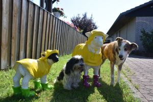 Hunde sind bei uns willkommen. Und Schafe...?