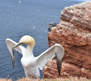 Ein Tagesausflug nach Helgoland lohnt sich auf jeden Fall. Eine Schiffahrt mit der Funny Lady oder der Lady von Büsum nach Helgoland ist schon ein Erlebnis und die roten Felsen mit ihren dort lebenden Vögeln ist spektakulär.