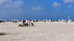 Bild 31: freistehendes Ferienhaus mit Hund bis 6 Pers. an der ostfriesischen Nordsee