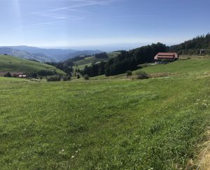 Bild 9: 4 Sterne Ferienwohnung Schwarzwaldparadies in sonniger Gartenlage.
