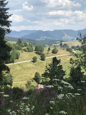 Bild 5: 4 Sterne Ferienwohnung Schwarzwaldparadies in sonniger Gartenlage.