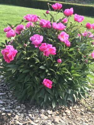 im Garten