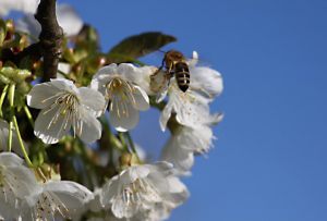 ein Paradies, nicht nur für Bienen.