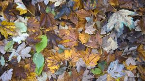 Bild 15: Pension und Ferienwohnung Helene an der Schwarza