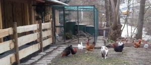 Bild 10: Pension und Ferienwohnung Helene an der Schwarza