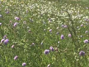 Bild 12: Große Ferienwohnung mit 3 Schlafzimmern und Sonnenterrasse