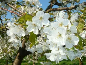 Bild 2: Große Ferienwohnung mit 3 Schlafzimmern und Sonnenterrasse