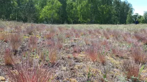 Bild 25: Ferienhaus am Nationalpark - 250 m bis zur Naturbadestelle