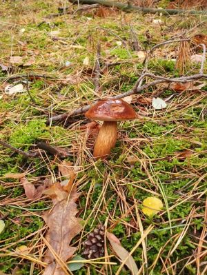 auf dem eigenen Grundstück im Spätsommer/Herbst