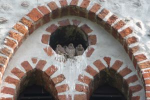 Fast jedes Jahr brüten die Turmfalken im Kirchturm, hier vier Junge, und verstehen sich gut mit einem Taubenpaar.