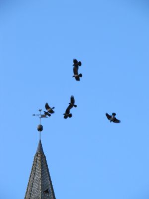 der beste Platz ist auf der Kirchturmspitze!