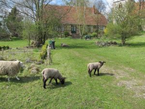 im Frühjahr mit besonderen Gästen (Mäh)