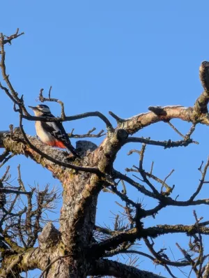 Bild 10: D207b herrlich gelegenes Feriendomizil Bruni in Wangen im Allgäu