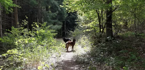 Ferienwohnung Schwarzwald Hund Wanderwege