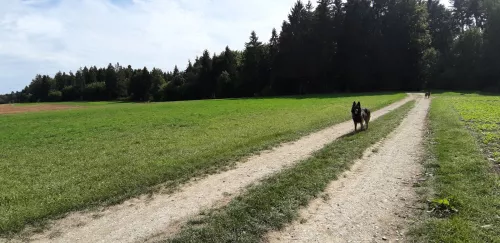 Ferienwohnung Schwarzwald Hund Wanderwege