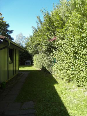 Blick in den Garten,dieser ist komplett 1,50 Meter hoch eingezäunt.